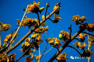 稀奇 黃色的攀枝花和 鴛鴦 攀枝花你見(jiàn)過(guò)沒(méi)