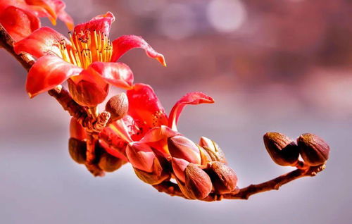 這個春節(jié),就留在攀枝花暖暖過年吧