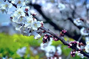 米易黃草櫻桃花開俏爭春