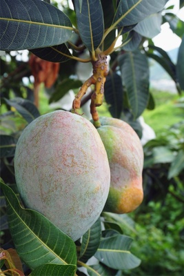 &ldquo;攀育2號&rdquo;&ldquo;攀育5號&rdquo;.攀枝花積極培育芒果新品種,助力農(nóng)產(chǎn)品區(qū)域公用品牌打造