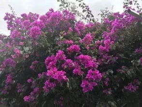 2018年四川省第三十七期花卉觀賞指數(shù)