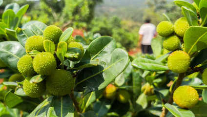 &ldquo;互聯(lián)網(wǎng)+&rdquo; 帶著攀枝花特色農(nóng)產(chǎn)品走四方