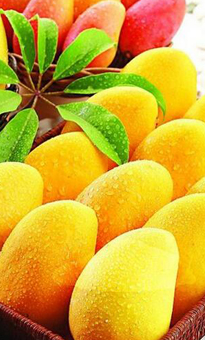 芒果批發(fā)價格_芒果采購報價_芒果產(chǎn)地供應(yīng)