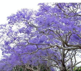 漫天紫色美到心醉 攀枝花 藍(lán)花楹節(jié) 開(kāi)幕啦