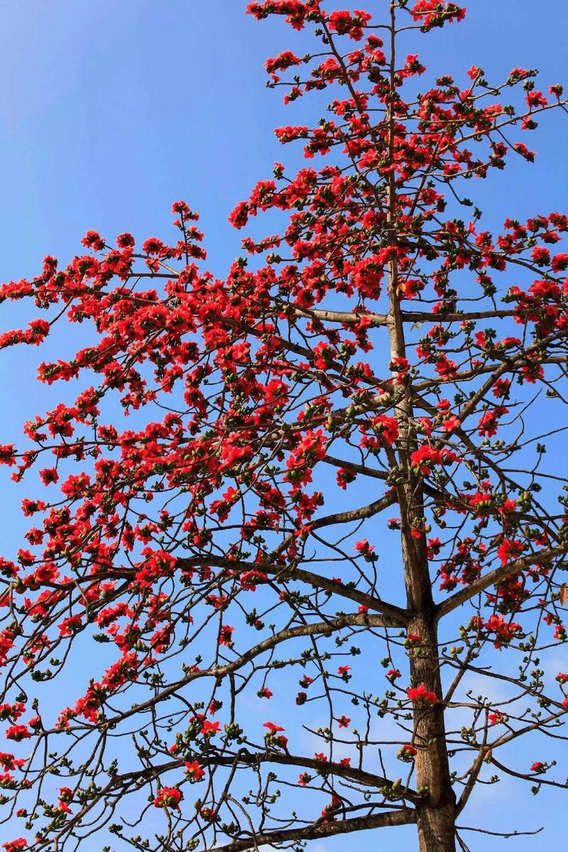 攀枝花開(kāi)紅如火,迷其風(fēng)姿難舍離