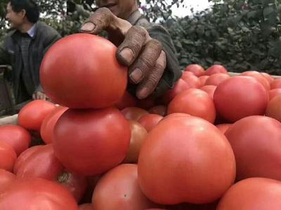 攀枝花數(shù)萬(wàn)畝番茄上市 往年種的少銷(xiāo)量不夠 今天種的多有點(diǎn)愁銷(xiāo)路