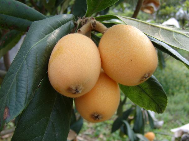 攀枝花枇杷 陽(yáng)光之城孕育的冬日珍果