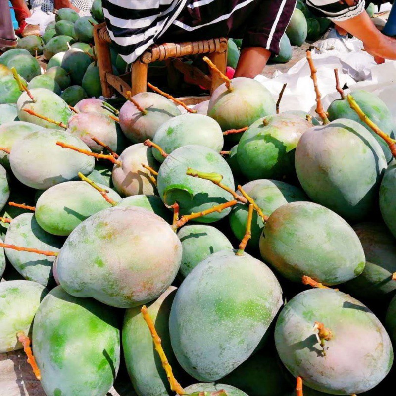 攀枝花水果名片——陽(yáng)光之城的芒果盛宴